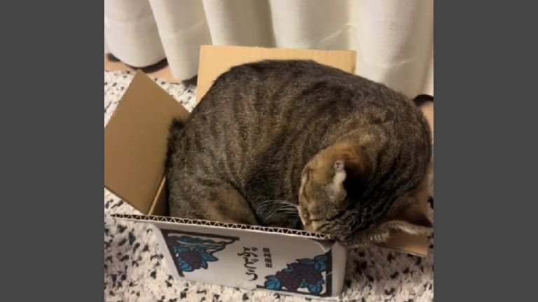 箱に入っている猫