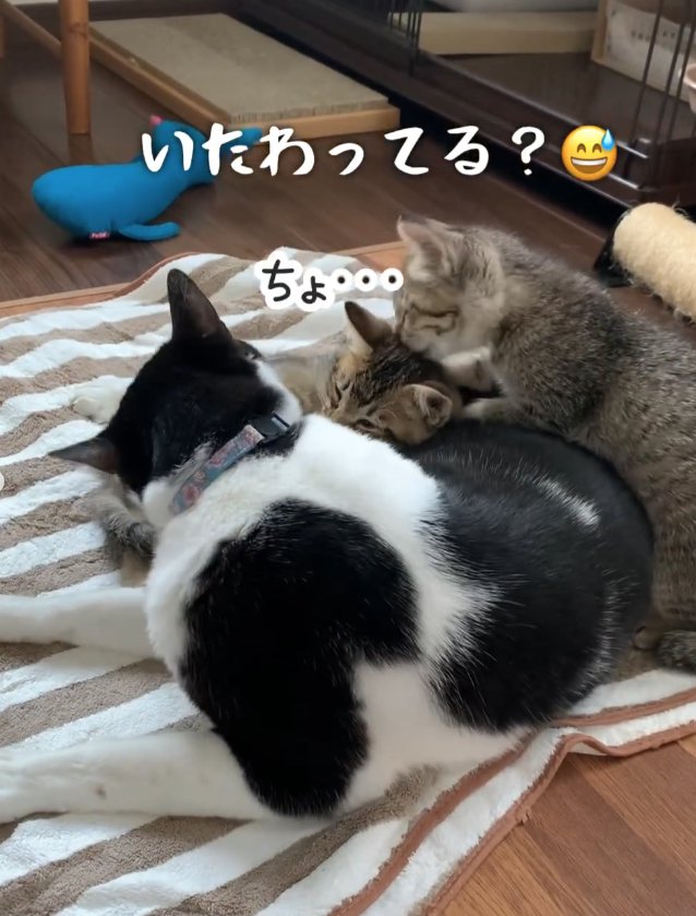 みんなでくっついている子猫2匹と白黒猫
