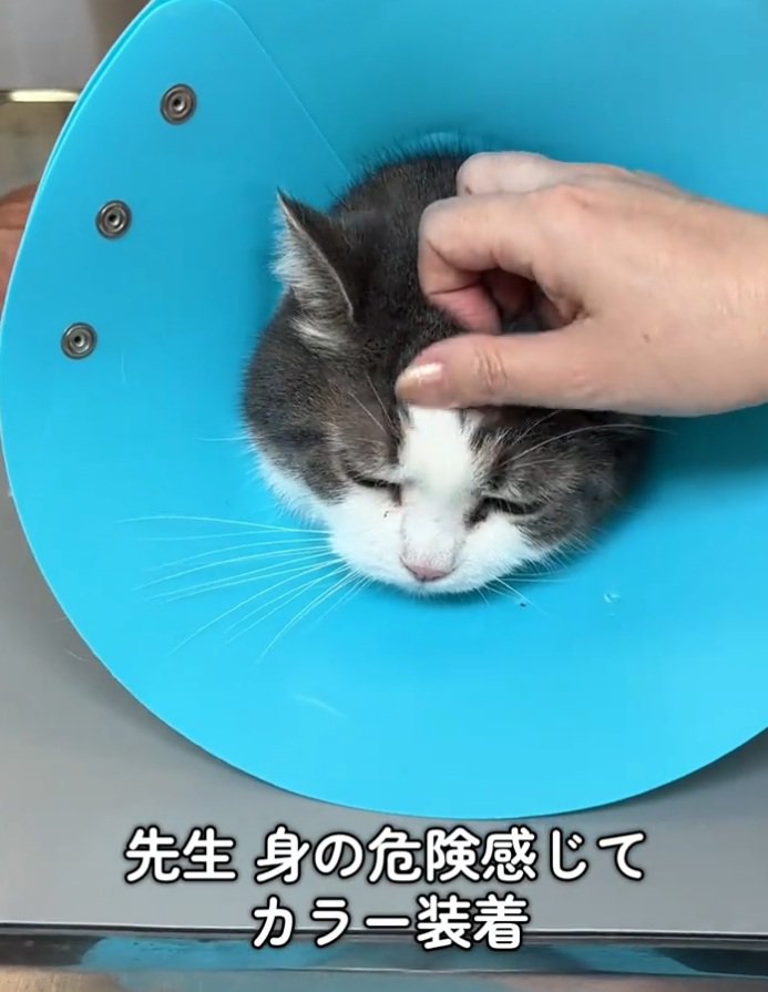 カラーを装着する猫