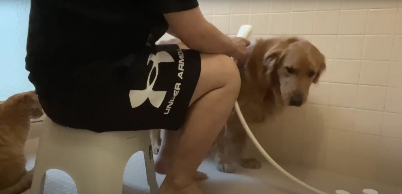 シャワーを浴びている犬と歩いている猫