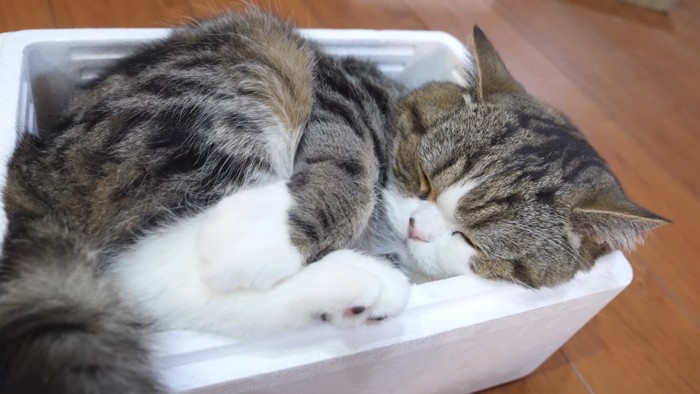 箱の中で寝る猫