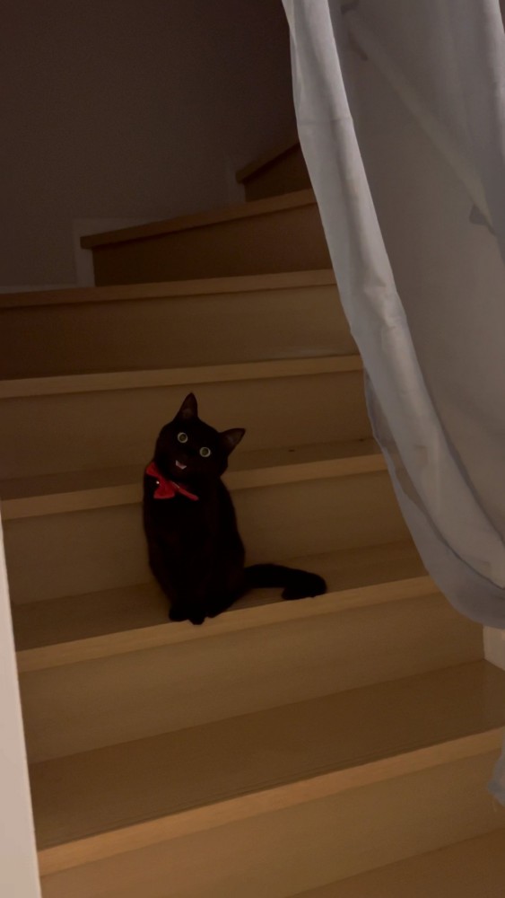 扉のむこうの猫さん