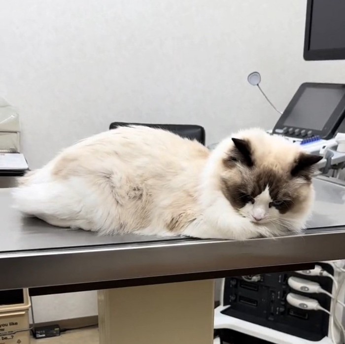 診察台に座るムンタちゃん