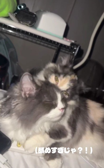 毛づくろいをする猫