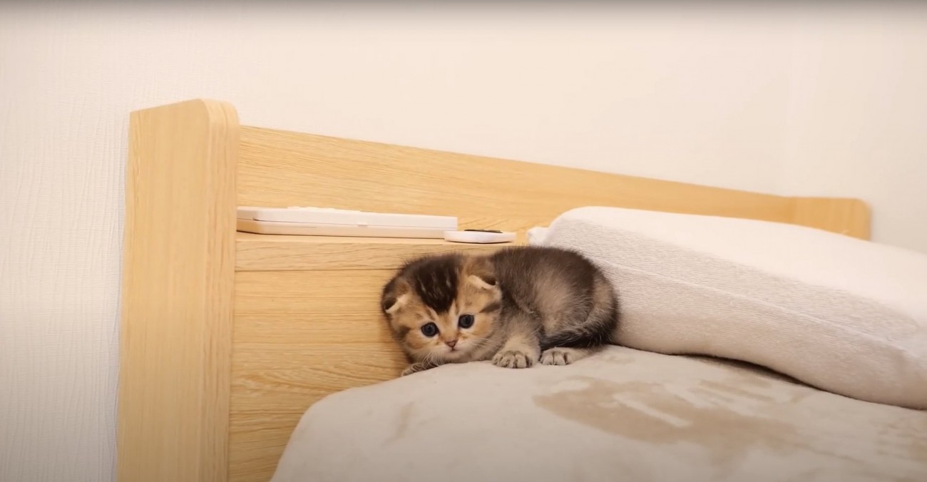 ベッドの上で枕に背中をつけているカメラ目線の子猫