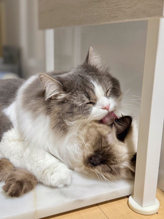 毛づくろいする猫