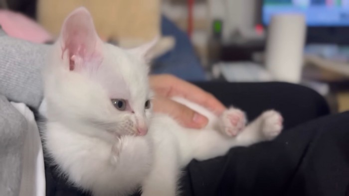 前足を舐める子猫