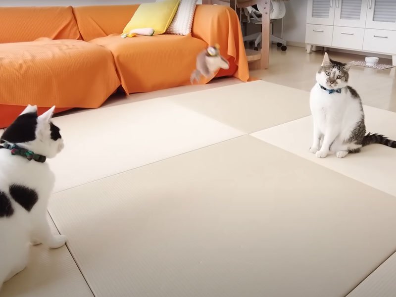 ぬいぐるみの様子をうかがう猫たち