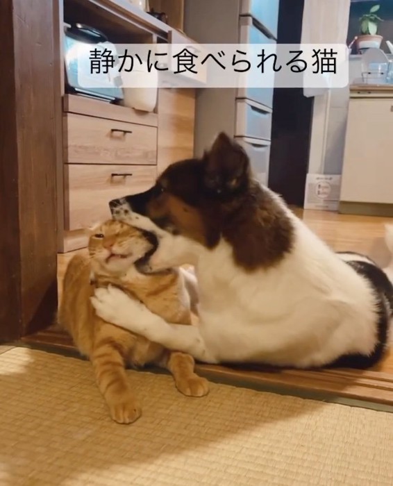 猫の頭をくわえる犬