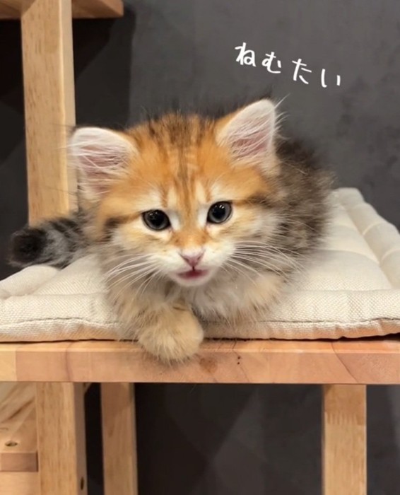 寝落ちしそうな猫