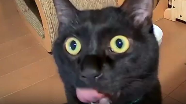 ペットカメラに映る黒猫