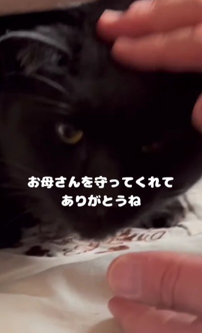 なでられる猫