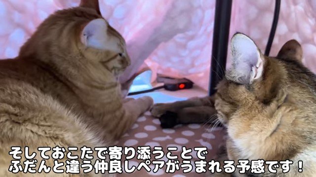 こたつの中の2匹の猫の後ろ姿