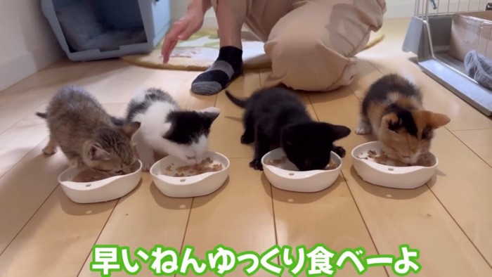 ごはんを食べる4匹の子猫