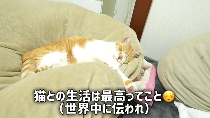 寝ている猫