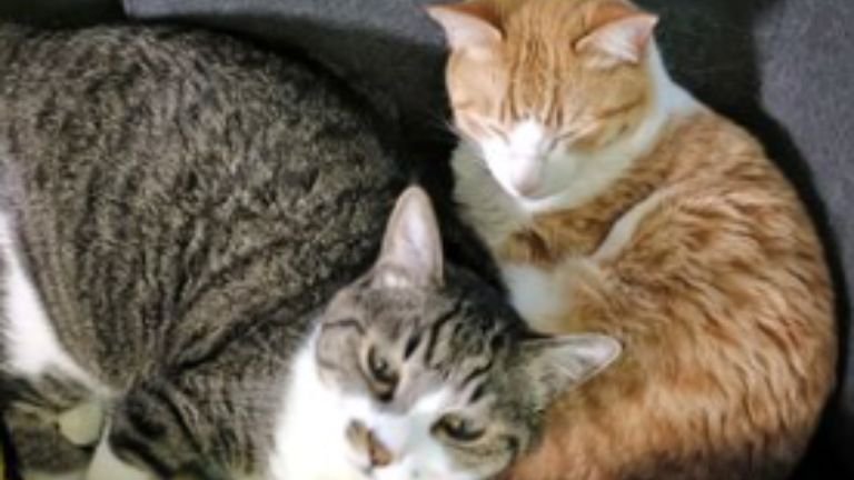 室内にいる猫たち