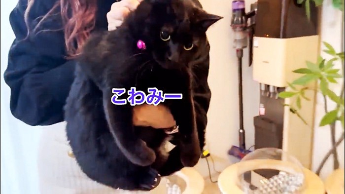 運ばれる保護猫