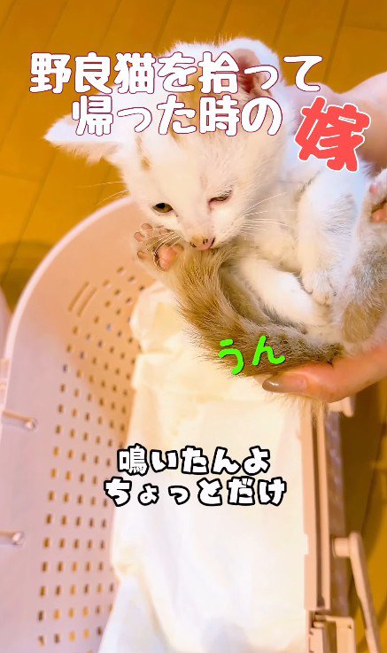 抱っこされる子猫