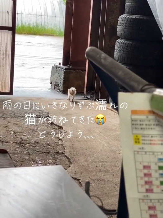 入ってきた子猫