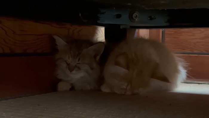 くっついて眠る子猫