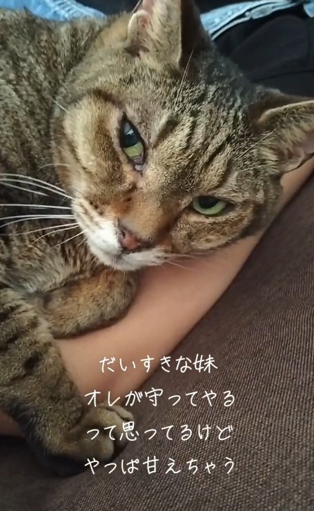 女の子と寝ている猫の顔のアップ