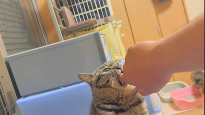 噛む猫