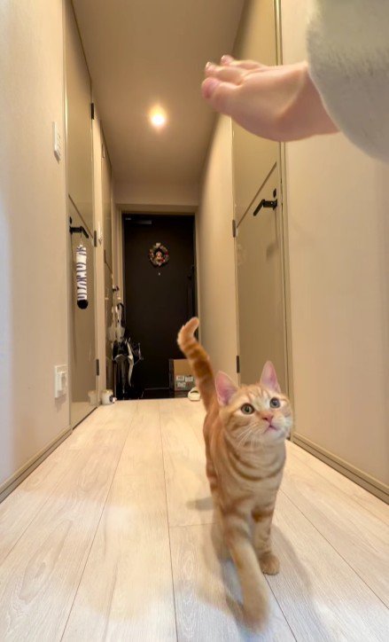 飼い主の手に近づく猫