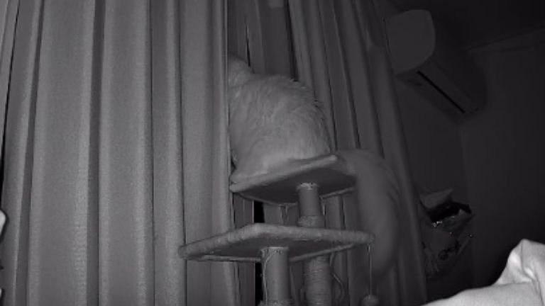 ペットカメラに映る猫