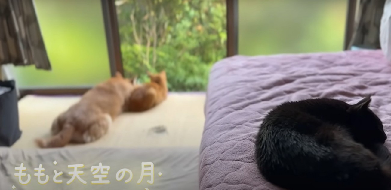 窓際に犬と猫、手前に黒猫