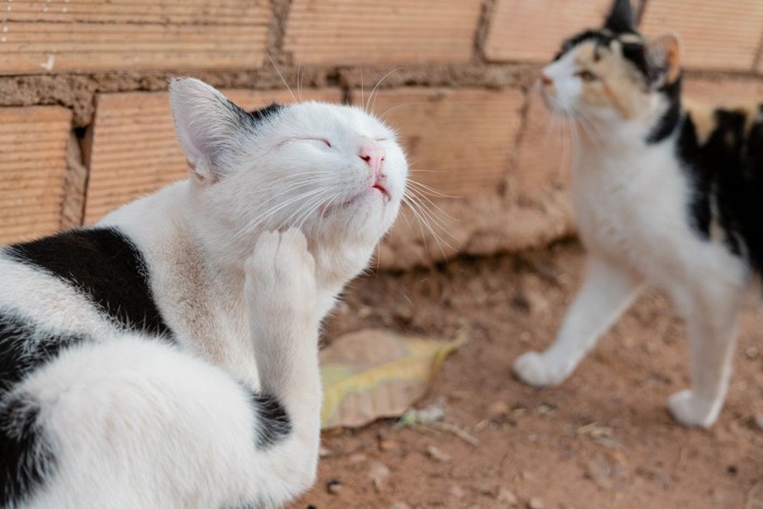 体をかく猫