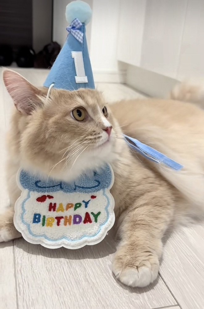 誕生日のお祝いをしてもらうサイベリアン