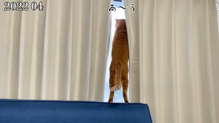 ソファの上に立ちカーテンの隙間から窓の外を見る茶トラ猫