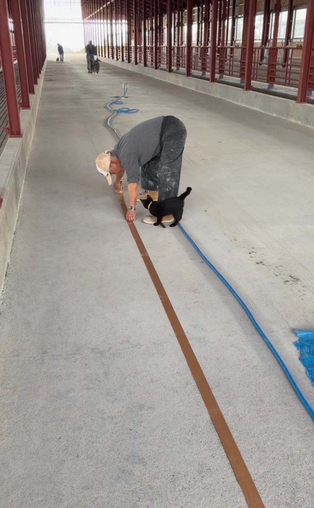 足元をうろつく子猫