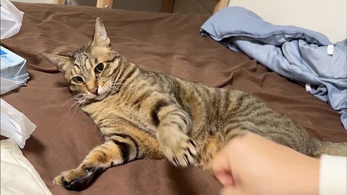 飼い主の手をはらう猫