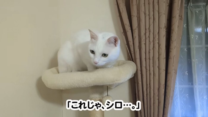 様子見のシロちゃん