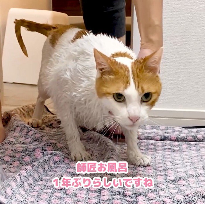 お風呂から上がってタオルの上に立つぶち猫