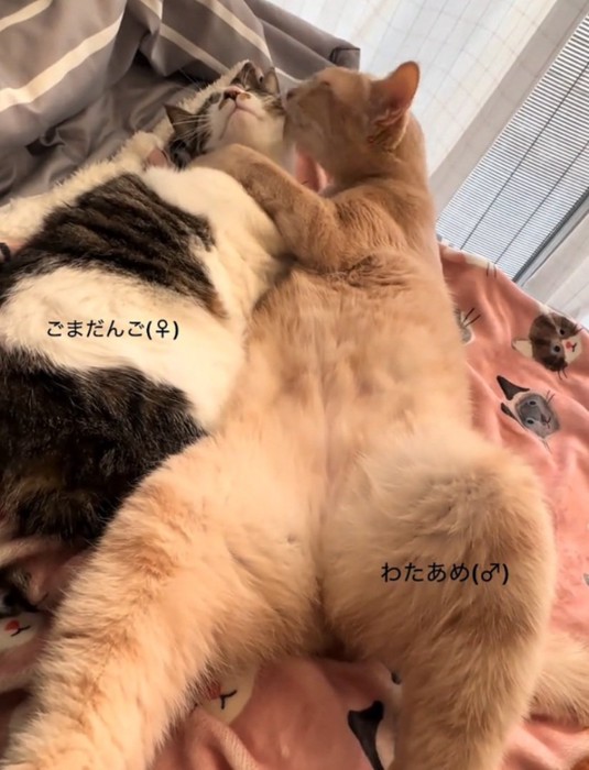抱き合う2匹の猫