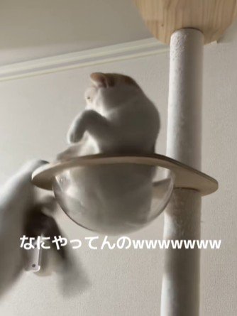 キャットタワーから落ちる猫と驚く猫