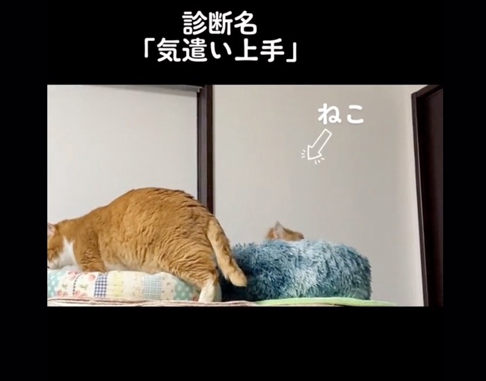 後ろに猫