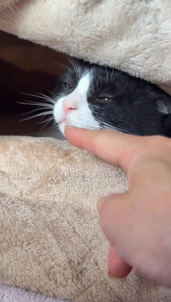 飼い主にアゴを撫でられて目を細める猫