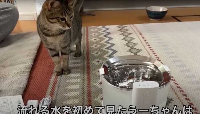 浄水器を初めてみた猫