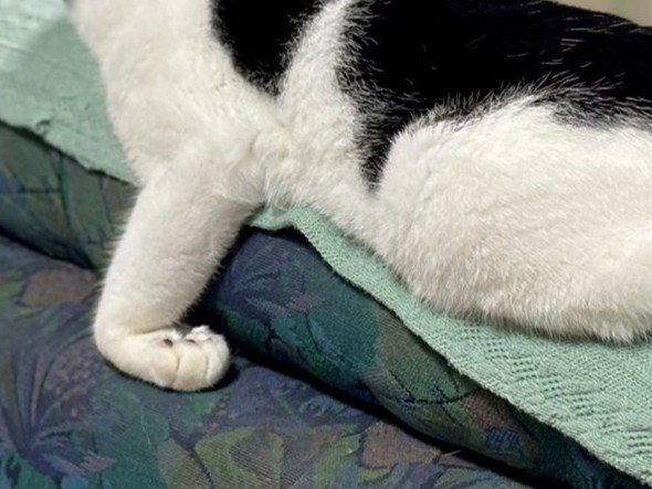 猫の前脚がL字状