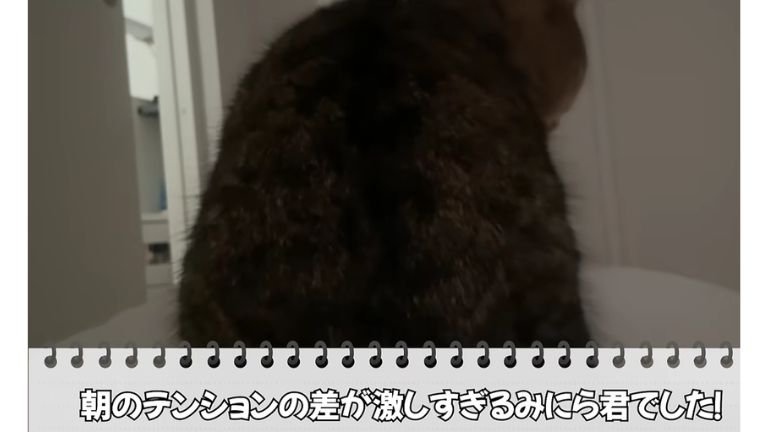 ベッドにいる猫