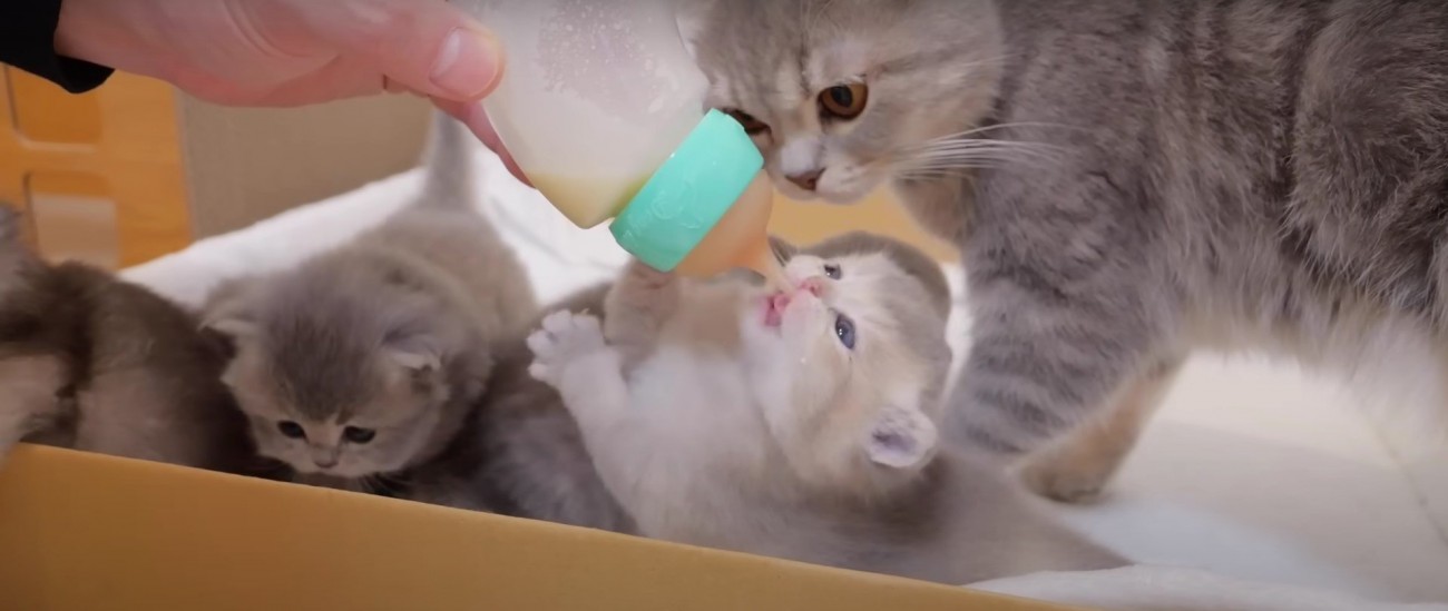 哺乳瓶からミルクを飲んでいる子猫%％ミルク争奪戦