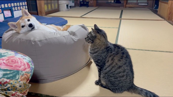 クッションに寝そべる犬を見つめる猫