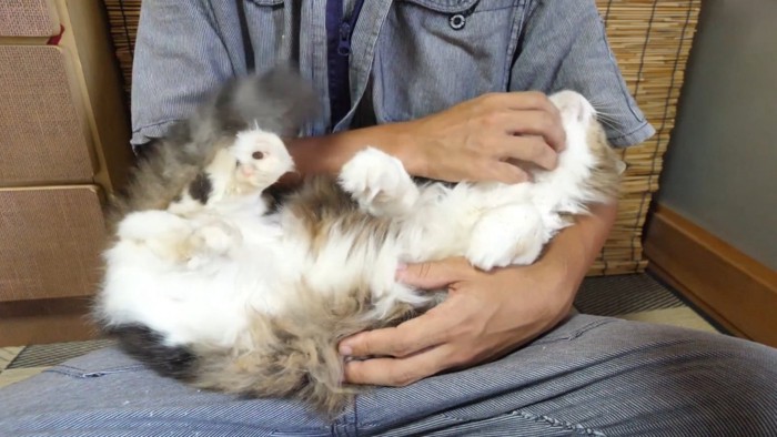 膝の上で抱っこされてあごをなでてもらっている猫
