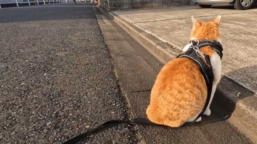 遠ざかる犬を見る猫