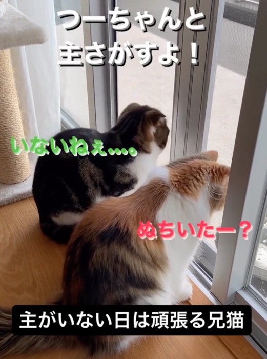 一緒に飼い主を探す兄妹