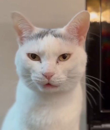 真顔の猫の顔（アップ）