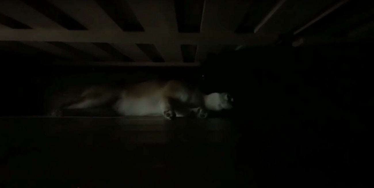 ベッドの下で横になっている柴犬と暗闇に溶け込んだ黒猫